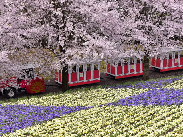 Chasing Sakura at Tottori Hanaikairo Flower Park