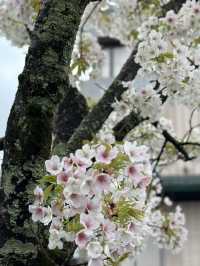 【京都×春旅】大鳥居と十石舟と桜のショットが撮れます