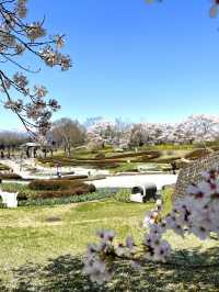【宮城×春旅】 桜、チューリップ、雪山、青空のの絶景スポット