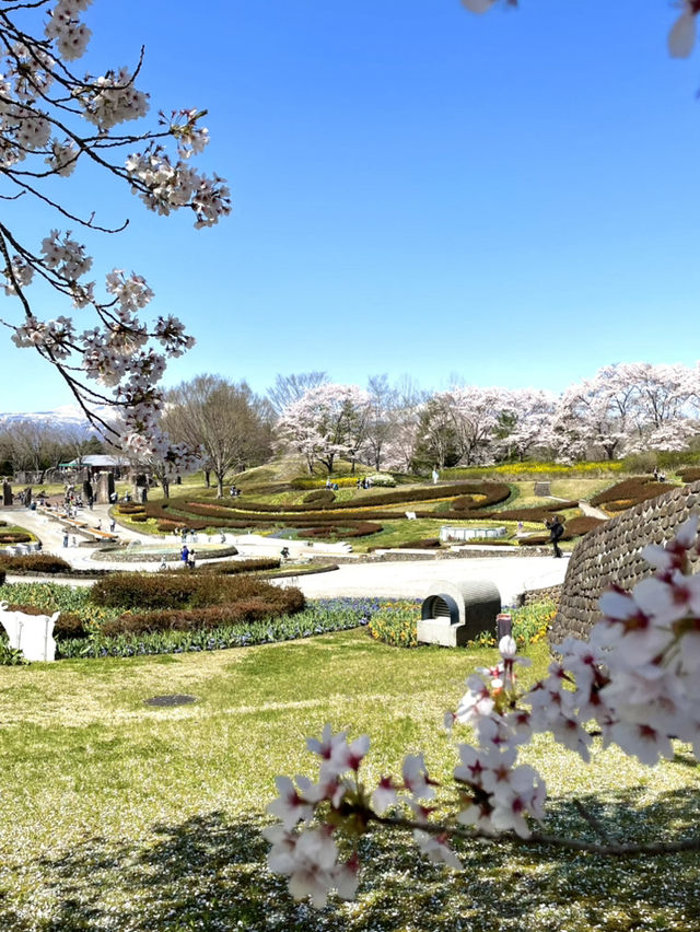 【宮城×春旅】 桜、チューリップ、雪山、青空のの絶景スポット