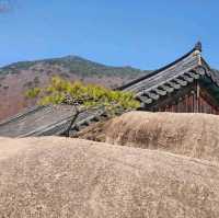梵鱼寺樱花