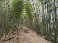 雲林古坑景點-木馬古道看竹林