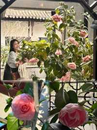 A Camellia Lover’s Dream: The Enchanting Liuyuan Camellia Exhibition