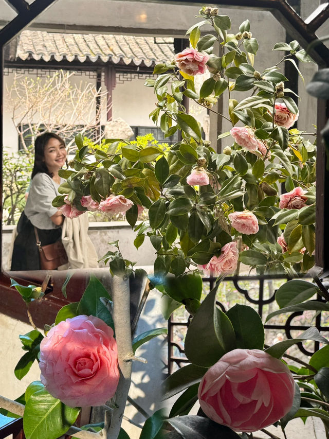 A Camellia Lover’s Dream: The Enchanting Liuyuan Camellia Exhibition