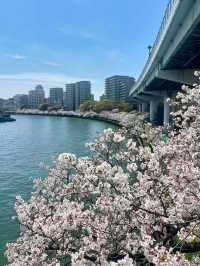 Full Bloom! Spring at Kema Sakuranomiya Park