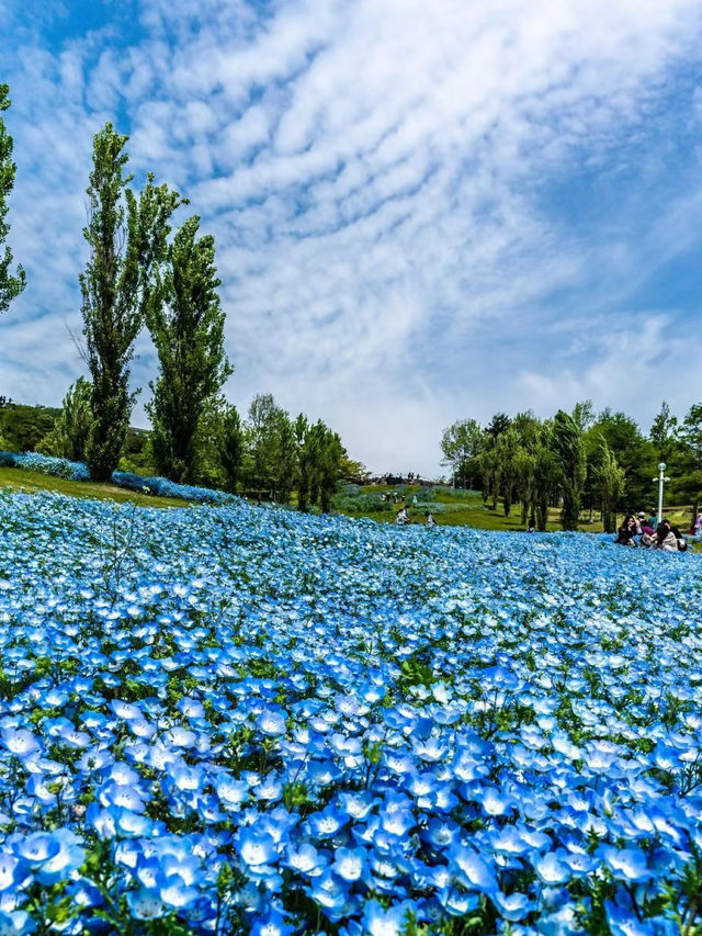🇯🇵日本の夏限定・風鈴まつり特集🎐