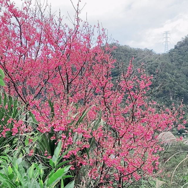 台北貓空春季賞櫻輕縱走推薦