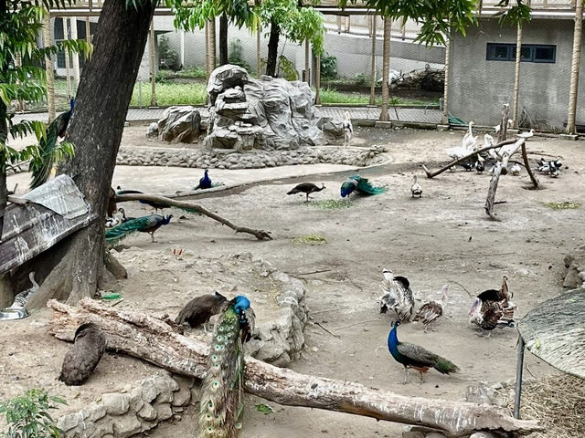 Manila Zoological and Botanical Garden