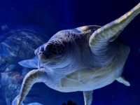 SEA LIFE Manchester