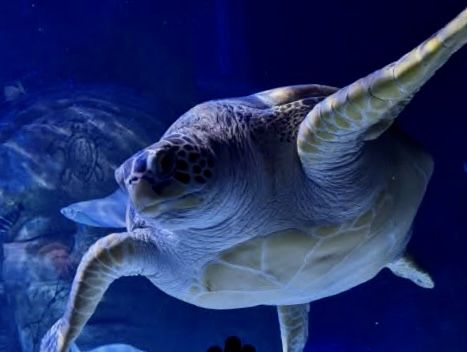 SEA LIFE Manchester