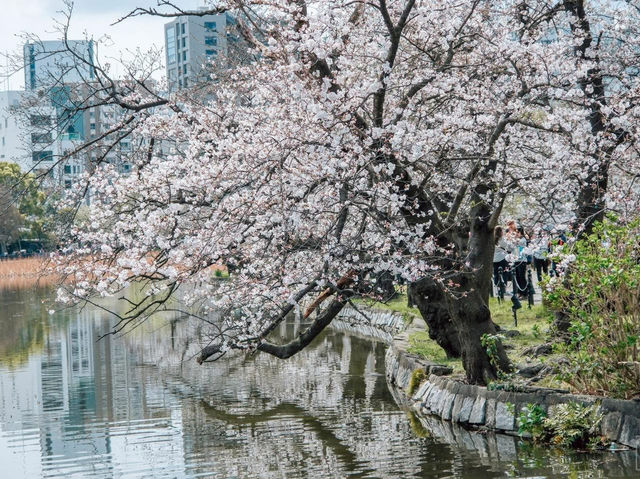 ซากุระที่สวนอุเอโนะ โตเกียว 🌸🌸🌸