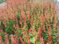 [🇯🇵京都] 花に癒されるひととき、京都府立植物園を訪れてみませんか？