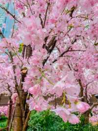 【名古屋】まだまだ間に合う！大名古屋ビルの桜イベント🌸