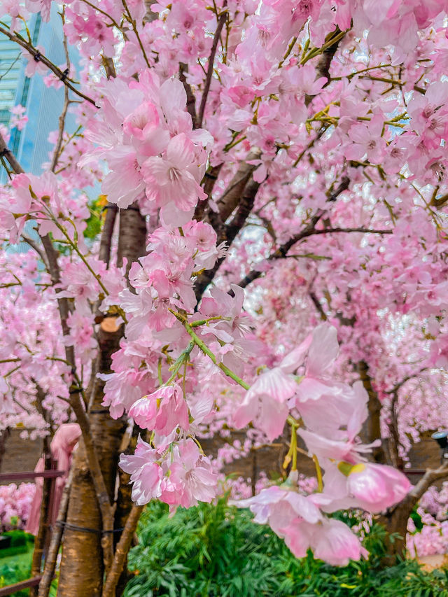 【名古屋】まだまだ間に合う！大名古屋ビルの桜イベント🌸