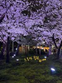 나고야 벚꽃여행코스 🌸🌸🌸🌸