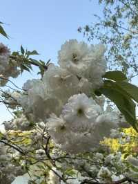 Blossoms Beneath the Willows: A Spring Stroll Through Jiangnan