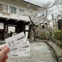犬山城：櫻花簇擁的古城之美 🏯🌸