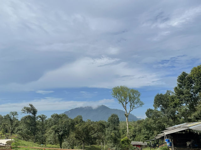 Borneo Happy Farm Date