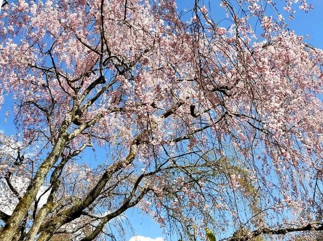 京都龍安寺，櫻花與禪風枯山水結合的美妙庭園