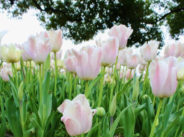 Chasing Tulips in Shanghai 🌷🇨🇳
