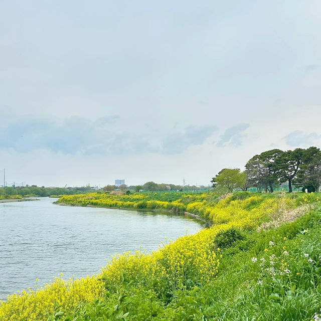 東風平運動公園棒球場•櫻花下的棒球夢