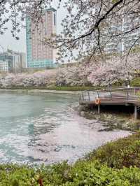 🌸 **Seokchon Lake: A Springtime Fairy Tale in Seoul** 🌸  