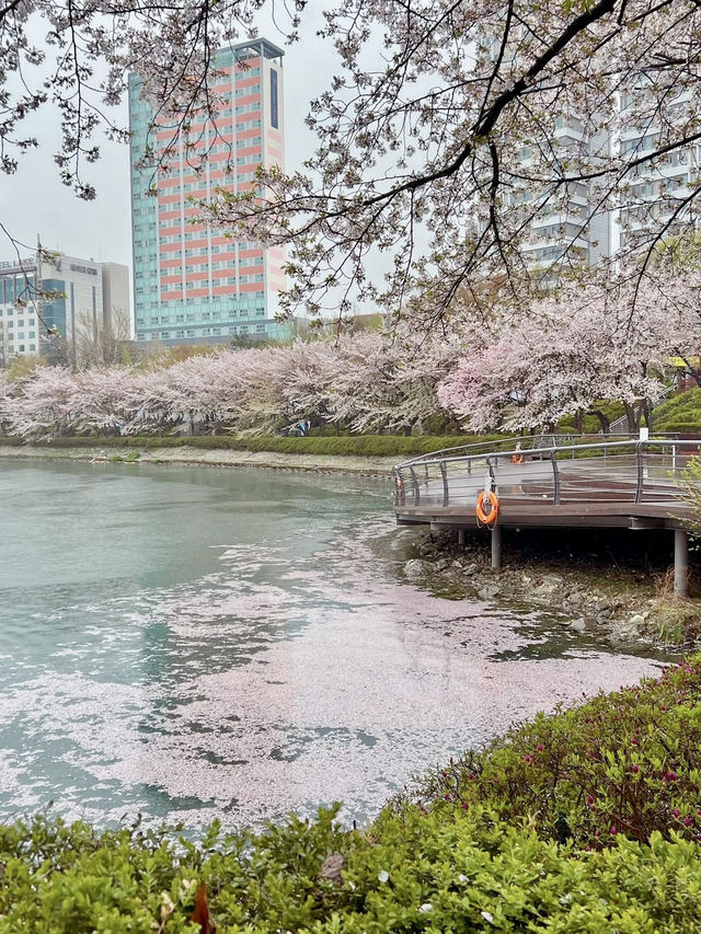 🌸 **Seokchon Lake: A Springtime Fairy Tale in Seoul** 🌸  