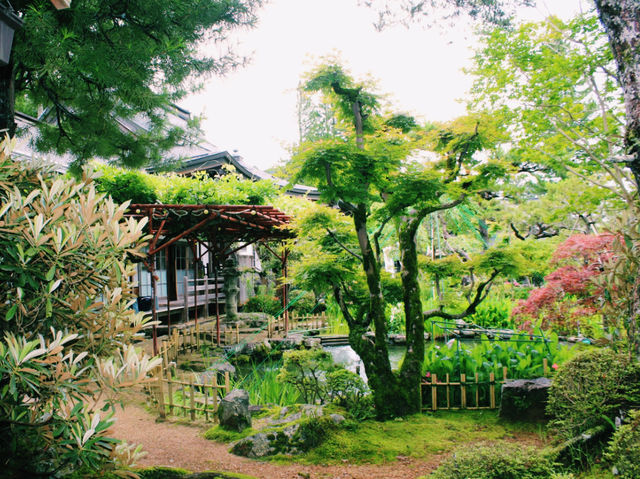 苔と石段が織りなす静寂の世界⛩✨