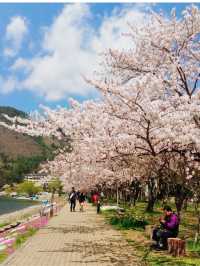 Spring Blossoms Season in Tokyo