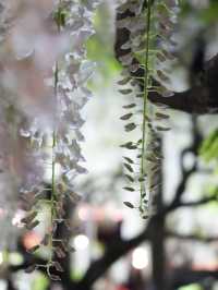【栃木】一生に一度は見てみたかった藤の絶景スポット