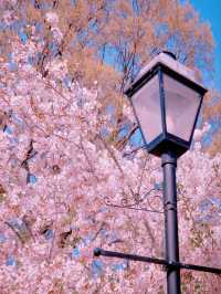 Qingdao Zhongshan Park Cherry Blossoms – A Seaside Sakura Spectacle