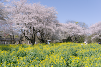 A Spring Day Surrounded by Cherry Blossoms at Showakinen Park 