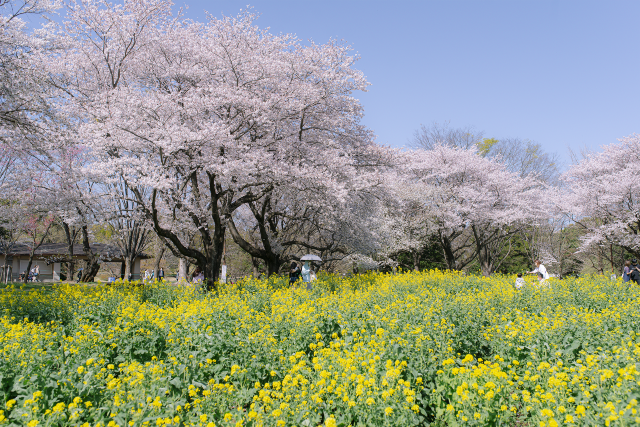 A Spring Day Surrounded by Cherry Blossoms at Showakinen Park 