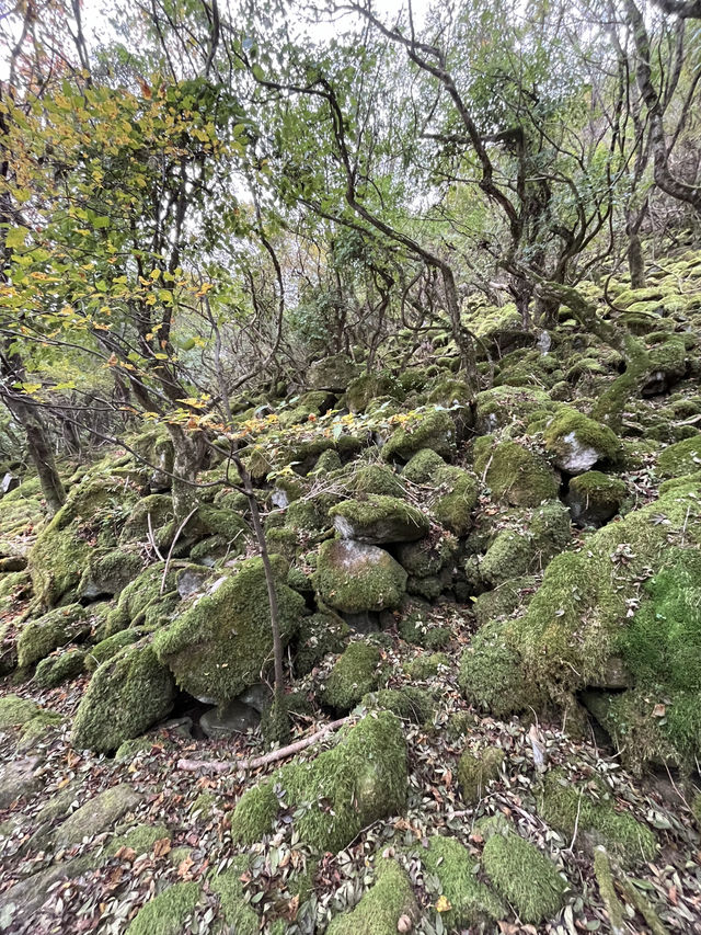 【大洞山〜尼ヶ岳】⛰️ 関西百名山
