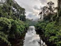 🌿 Maliau Basin: The Lost World Adventure You NEED to Try! 🦎