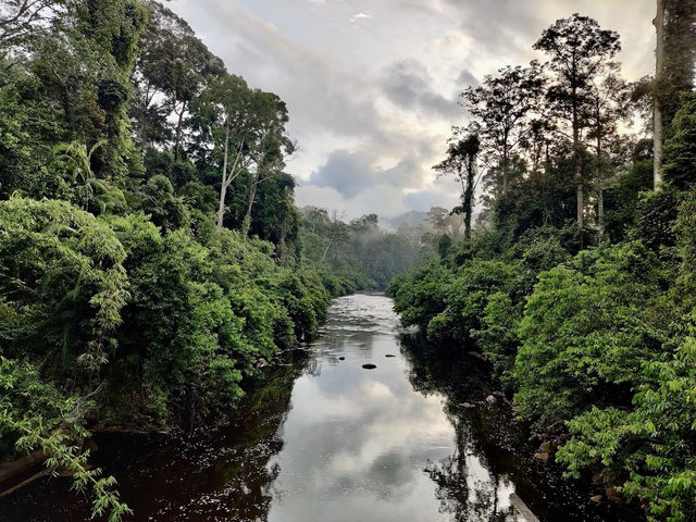 🌿 Maliau Basin: The Lost World Adventure You NEED to Try! 🦎