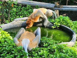 🐒 Proboscis Monkey Party at Labuk Bay: Big Noses & Jungle Vibes! 🌿