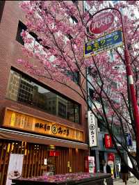 Hidden Cherry Blossom Spot in the Heart of Shibuya, Tokyo – Perfect for a Quick Sakura Fix! 🌸
