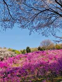 Jindallae Dongsan: A Purple Azalea Wonderland