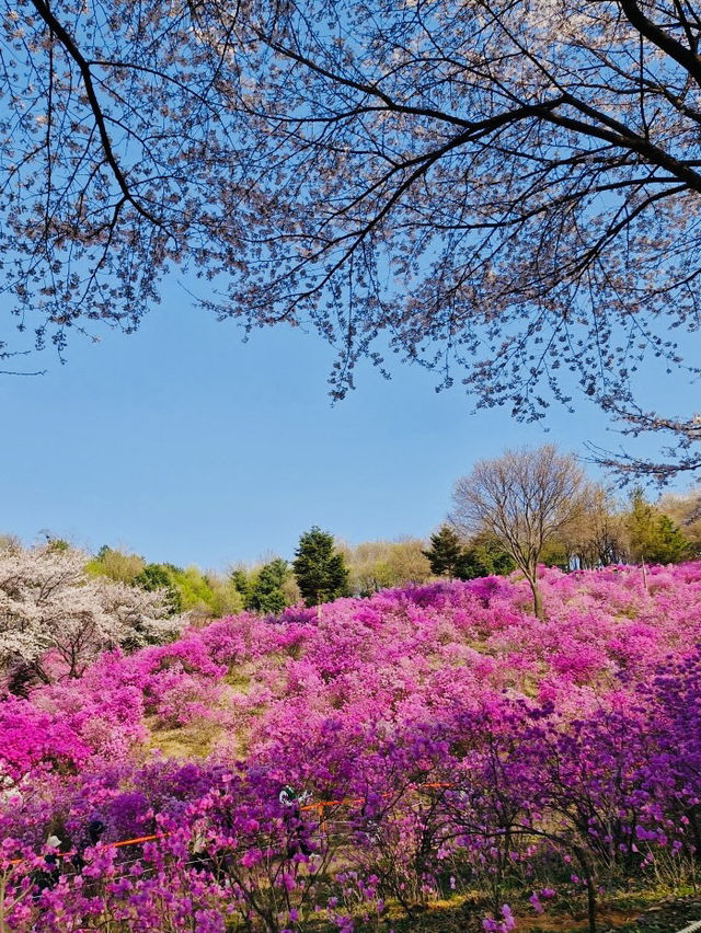 Jindallae Dongsan: A Purple Azalea Wonderland
