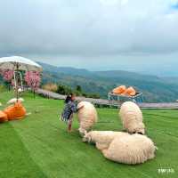 🐑 #ไร่ฟาร์มแกะ ภูทับเบิก☺️📌