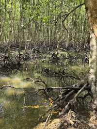 Kilim Geoforest Park Island Hopping: A Journey Through Langkawi’s Natural Wonders 