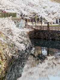 Kansai Cherry Blossom Viewing Beyond Kyoto 🌸