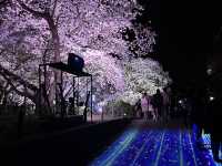 福岡城上視角🌸觀看舞鶴公園的夜櫻燈光秀👏🏻