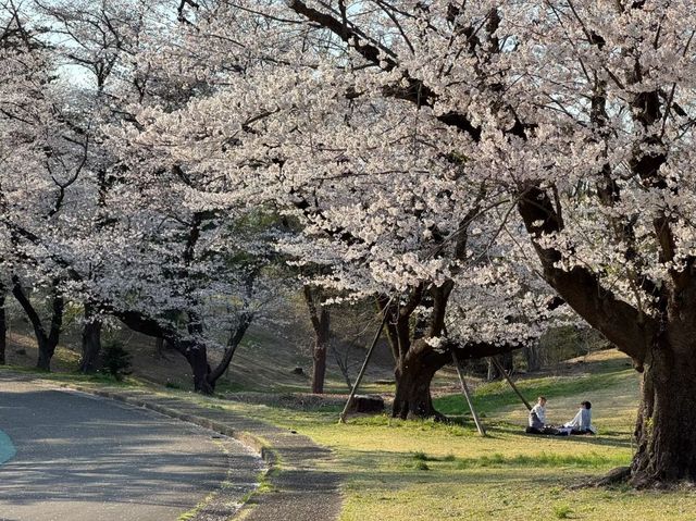 Inariyama Park Cherry Blossoms Guide | Tokyo's Hidden Sakura Sanctuary
