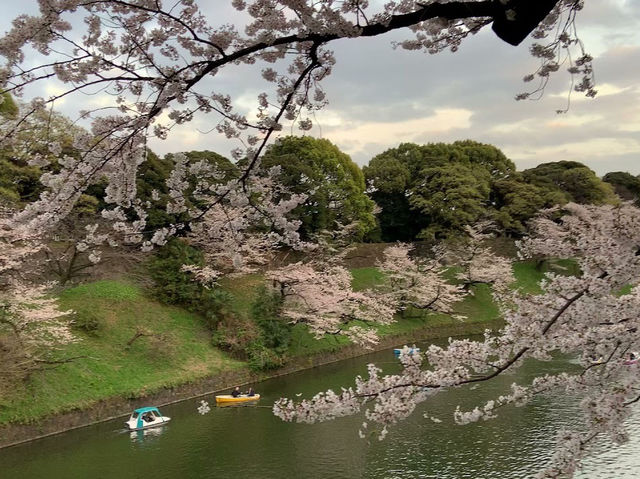 🌸 Blossom Bliss at Chidorigafuchi: Sakura, Snacks & Secret Spots! 🌸