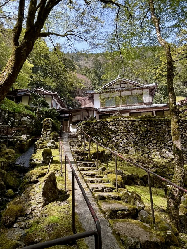 Spring Serenity at Kochidani Amida-ji Temple