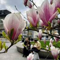 Spring Blooms in Zurich: A Floral Wonderland