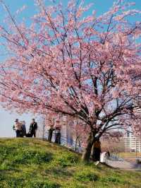 Tokyo Early Cherry Blossoms: Picnic Under the Sakura Trees at Shioiri Park 🌸🍱