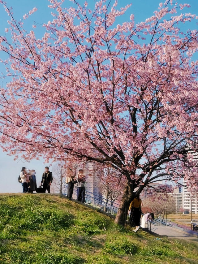 Tokyo Early Cherry Blossoms: Picnic Under the Sakura Trees at Shioiri Park 🌸🍱